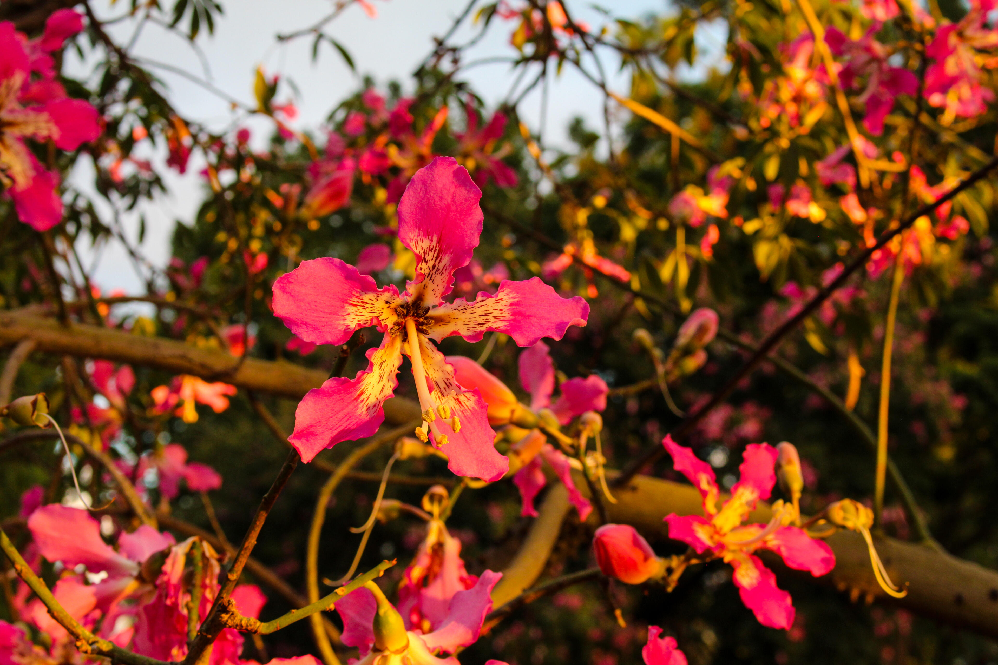 Fall Fall